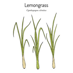 Lemon grass (Cymbopogon citratus), edible and medicinal plant - obrazy, fototapety, plakaty