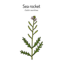 Sea rocket (Cakile maritima), edible and medicinal plant
