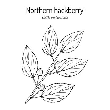 Northern hackberry (Celtis occidentalis), medicinal plant