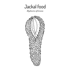 Jakkalskos or jackal food (Hydnora africana), medicinal plant