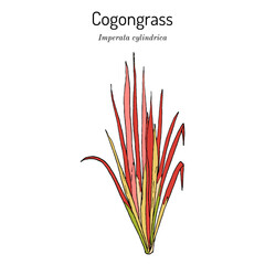 Cogongrass or kunai grass (Imperata cylindrica), edible and medicinal plant - obrazy, fototapety, plakaty