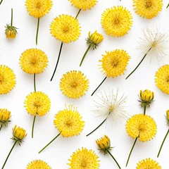 Fotobehang Many Dandelion Flowers on White Background. Beautiful Yellow Blossoms Close Up and Top View © ange1011