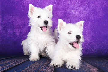 Fototapeta na wymiar Two West Highland White Terrier dogs puppies with on purple background