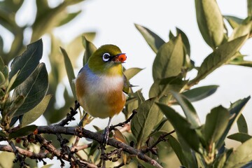 Cute Silvereye perched on branch amidst olive tree leaves