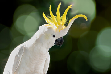 Sulphur-crested cockatoo white parrot perched beside a vibrant green bokeh background