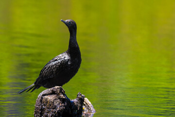 Black Cormorant perched on rock in green lake, illuminated by sun