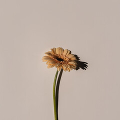 Pastel peachy gerbera flower with aesthetic sunlight shadows on neutral white background. Minimal...