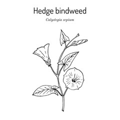 Hedge bindweed (Calystegia sepium), edible and medicinal plant
