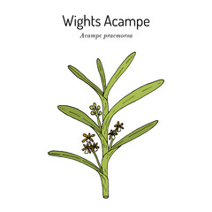 Acampe praemorsa, or papillosa, medicinal plant