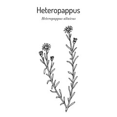 Heteropappus (Heteropappus altaicus), medicinal plant