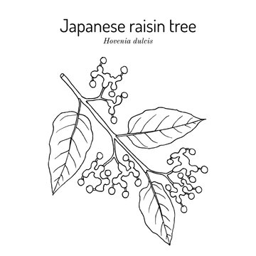 Japanese raisin tree (Hovenia dulcis), edible and medicinal plant