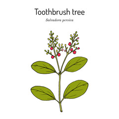 Toothbrush tree (Salvadora persica), edible and medicinal plant