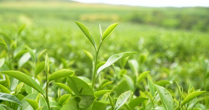 Green tea tree leaves field young tender bud herbal Green tea tree in camellia sinensis organic farm. Close up Fresh Tree tea plantations mountain green nature in herbal farm plant background morning