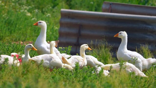 Many white Domestic Goose geese waddling on green grass. Full body. Wildlife background. Bah humbug Christmas geese concept No people