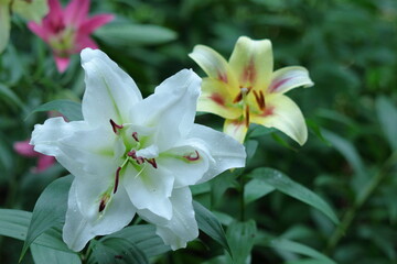 純潔を象徴する花