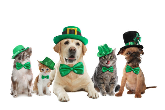 St. Patrick's day celebration. Cute dogs and cats with festive accessories on white background
