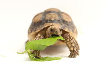 Cute small baby African Sulcata Tortoise in front of white background, African spurred tortoise isolated white background studio lighting,Cute animal