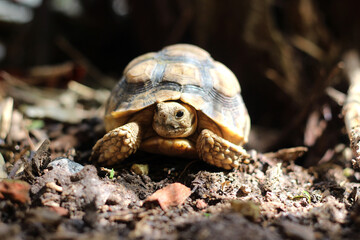 African Sulcata Tortoise Natural Habitat,Close up African spurred tortoise resting in the garden, Slow life ,Africa spurred tortoise sunbathe on ground with his protective shell ,Beautiful Tortoise