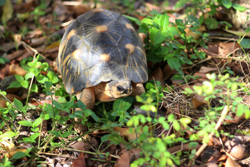 Portrait of radiated tortoise,The radiated tortoise eating flower ,Tortoise sunbathe on ground with his protective shell ,cute animal ,Astrochelys radiata ,The radiatedtortoise from Madagascar
