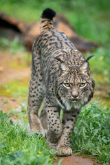 Naklejka na ściany i meble Iberian Lynx Walking Through a Lush Green Meadow