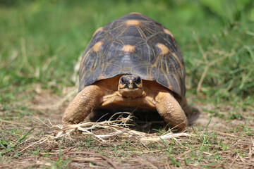 Portrait of radiated tortoise,The radiated tortoise eating flower ,Tortoise sunbathe on ground with his protective shell ,cute animal ,Astrochelys radiata ,The radiatedtortoise from Madagascar