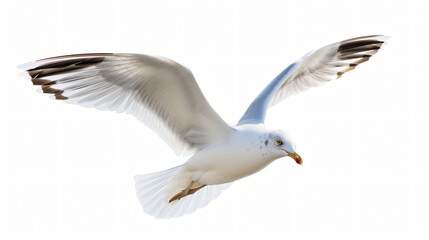 Fototapeta premium Seagull isolated on white background
