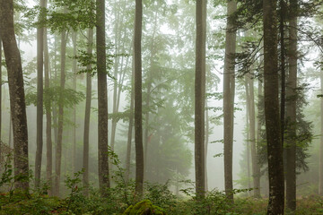 Naklejka premium Dreamy foggy green broadleaf forest landscape.