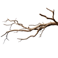 Dry tree branch isolated on transparency background PNG