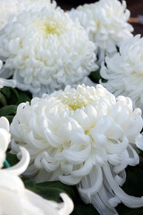 White color chrysanthemum. Chrysanthemum × morifolium (also known as florist's daisy and hardy garden mum, or in China juhua) is a species of perennial plant from family Asteraceae.