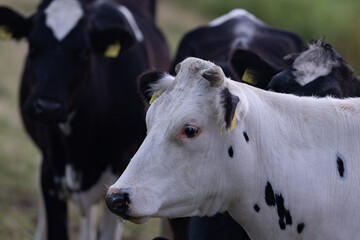 Holstein cow close up. Cows on a meadow during sunny day. Black and white Dutch cows. Black and white cow. Holstein cows. British Friesian cows. Black pied cow. Holstein Friesian.