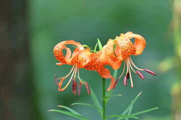 純潔を象徴する花