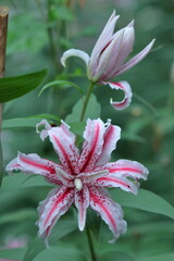 純潔を象徴する花