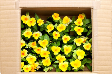 Flowers in cardboard