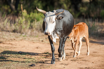 Nguni cow with calf