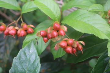 The fruit of a wild plant that is found in many rainforests and grows in many ASEAN countries has a sour taste and little water
