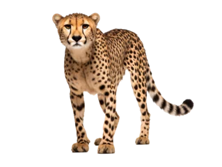  a cheetah standing on a white background © Ruben