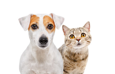 Portrait of lovely dog Jack Russell Terrier and cat Scottish Straight isolated on white background