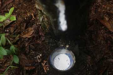Rubber trees and bowls filled with latex for industrial use