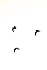 Seabirds soaring against a serene white sky backdrop
