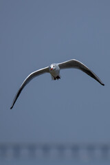 Seagull soaring in the clear blue sky