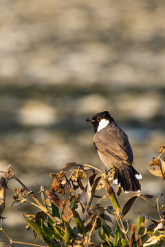 Closeup shot of a white-eared bulbul perched on a branch