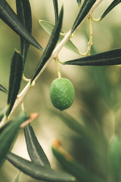 Green olive on branch in organic orchard, homegrown produce plantation