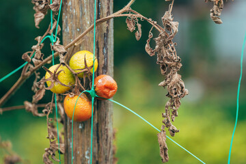 Overripe homegrown tomato fruit in organic garden