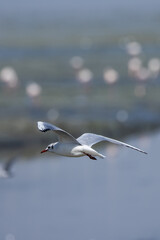 Fototapeta premium Seagull glides gracefully just above the water's surface