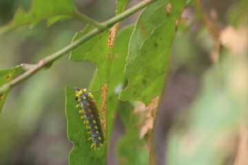 Leaf-eating caterpillars are partially eaten and can become pests for plants