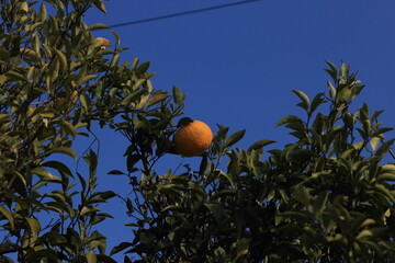 熟れた夏ミカン