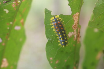 Leaf-eating caterpillars are partially eaten and can become pests for plants