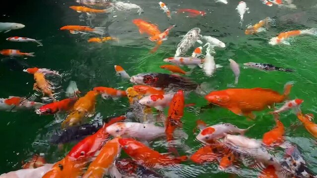 Fancy carp fish or Goldfish or koi fish swim in the pond, fish with beautiful color patterns