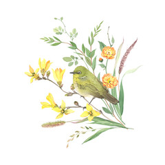 Spring watercolor card with bird Japanese white-eye ume, blossom branches Forsythia, Kerria japonica, plants and grass. Isolated illustration with design elements, botanical composition in wildlife. - 722824861