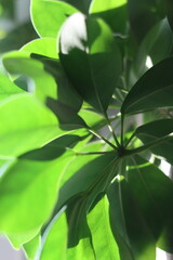 Obraz premium Sunlight shines through the leaves of a Schefflera